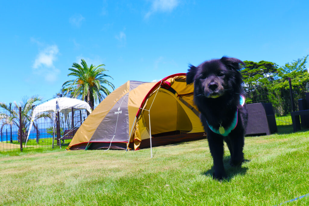 犬連れ 古民家 じゃぱり館山